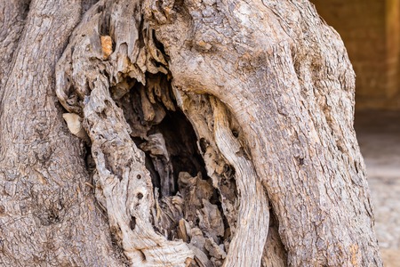 Many big tree root in the gardenの写真素材