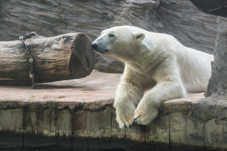 portrait of large white bearの写真素材