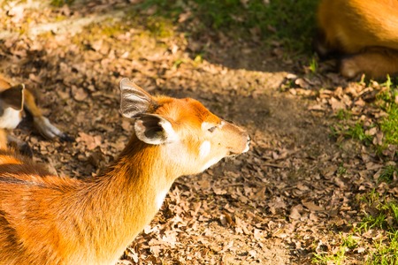 Portrait of female Roe deer. Roe deer in forest.の写真素材