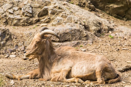 Wild goat in natureの写真素材