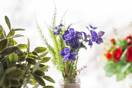 Green plant on the windowsillの写真素材