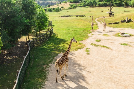Giraffes herd at the zooの写真素材