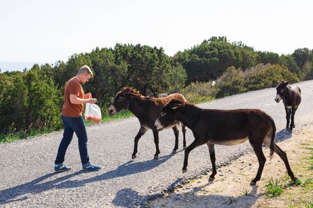 Young man playing and feed wild donkey, Cyprus, Karpaz National Park Wild Donkey Protection Area.の写真素材