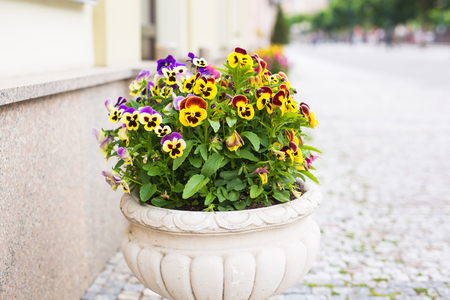 flowers in vase on the streetの写真素材