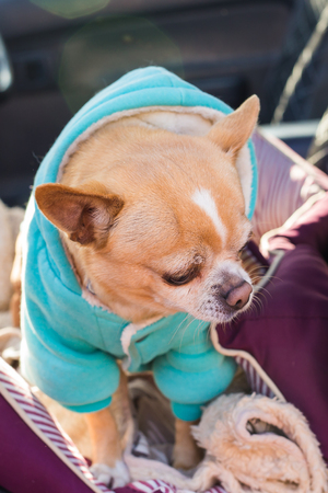 Chihuahua dog in summer. Pet and dogs conceptの写真素材