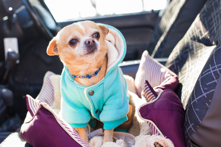 Chihuahua dog. Portrait of cute chihuahua dog in outdoors.の写真素材