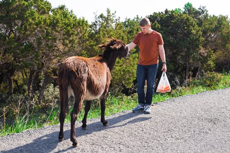 man caressing and feed a wild donkeyの写真素材