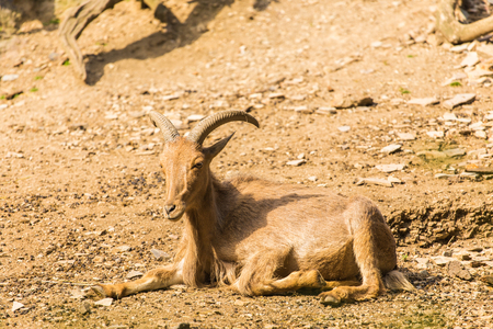 Wild goat in nature. Goat lying on the groundの写真素材