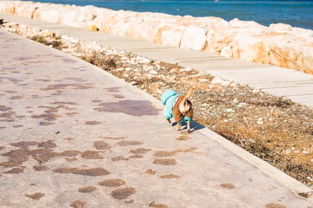Chihuahua dog in summer. Pet and dogs conceptの写真素材