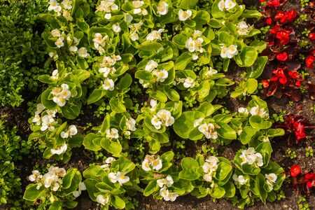 Bed of red and white flowersの写真素材