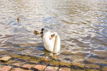 Swan on the river Vltava in Prague, capital city of Czech republic, near by Charles bridge.の写真素材