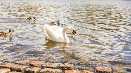Swan on the river Vltava in Prague, capital city of Czech republic, near by Charles bridge.の写真素材