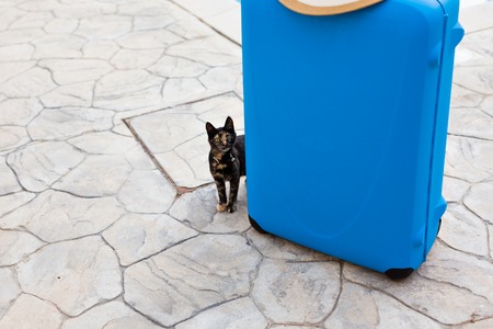 Journey, travel and pet concept. Nice domestic cat near a suitcase.の写真素材