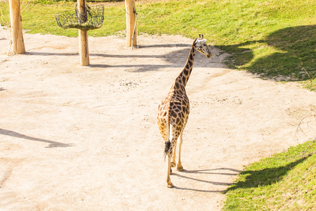 giraffe in the zoo safari park. Beautiful wildlife animals on sunny warm dayの写真素材