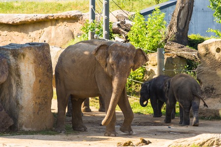 A baby elephants with mother.の写真素材