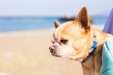 adorable chihuahua dogの写真素材