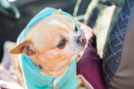 Portrait of cute chihuahua dog in outdoorsの写真素材