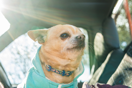 adorable chihuahua dogの写真素材