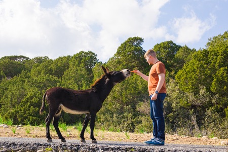 Young man feeding a wild donkeys out of hand. Wildlife, mammals, animals and nature conceptの写真素材