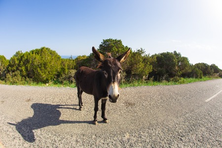 Wild funny donkey outdoorsの写真素材
