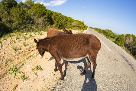 funny wild donkeysの写真素材