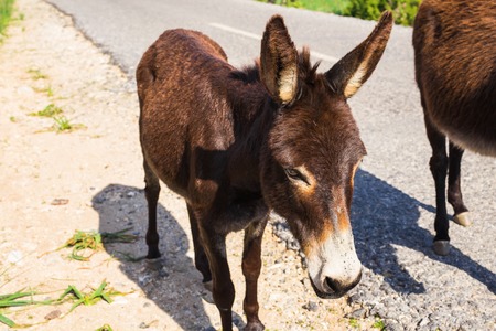 Wild funny donkeys outdoorsの写真素材