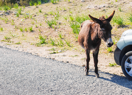 Wild funny donkey outdoorsの写真素材