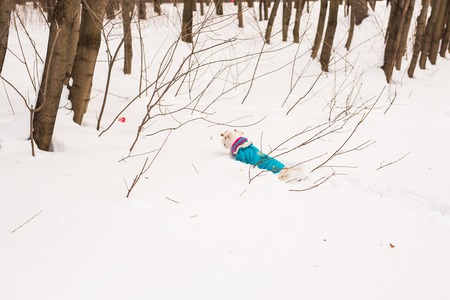 Dog Jack Russell Terrier playing in winter park.の写真素材