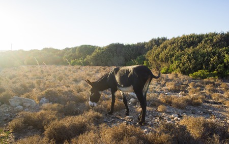 Wild donkey in nature in Cyprus. Wild natureの写真素材