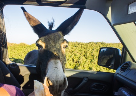 funny donkey looking at the camera, Cyprus, Karpaz National Park Wild Donkey Protection Areaの写真素材