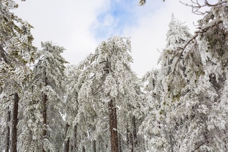 Winter forest with snow on trees and floor