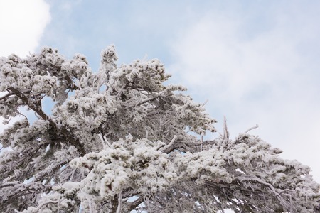 Winter forest with snow on trees and floorの写真素材