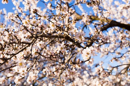 beautiful almond flowers. Almond flower trees at spring