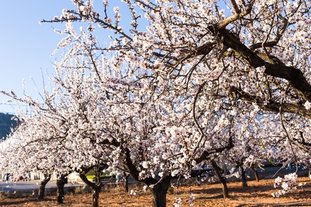 beautiful almond flowers. Almond flower trees at springの写真素材