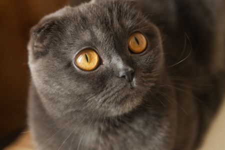 Portrait of serious gray scottish fold cat sitting on sofa - domestic pets concept