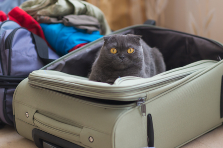 Cat sitting in the suitcase or bag and waiting for a trip. Travel with pets concept.の写真素材