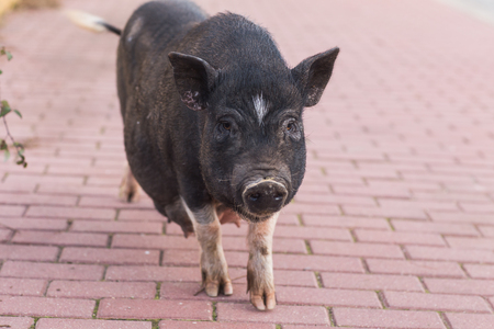 Wild black boar or pig close up. Wildlife in natural habitatの写真素材