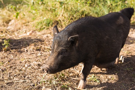 Wild black boar or pig. Wildlife in natural habitatの写真素材