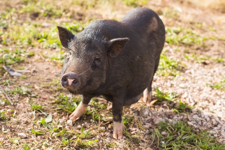 Wild black boar or pig close up. Wildlife in natural habitat