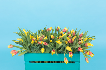 Bright wooden box with yellow tulips in blue studioの写真素材