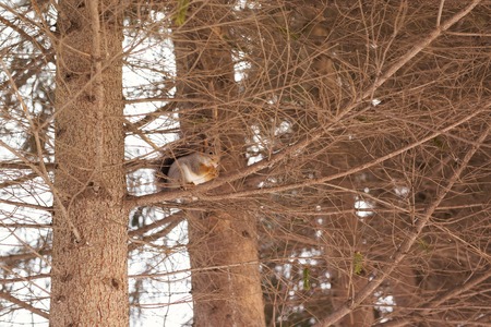 Squirrel on a tree in winter parkの写真素材
