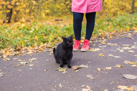 Pets, autumn and people concept - Close up of woman found the black catの写真素材