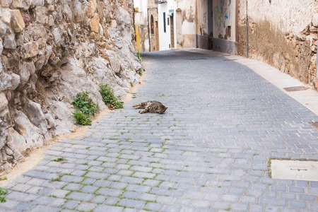 Concept of homeless animals - Cute cat outdoorsの写真素材