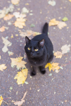 Cat in autumn park. Black cat sitting on the leaves, top viewの写真素材