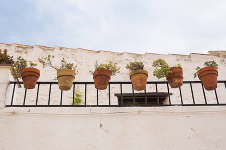 Green potted plants in beautiful pot outdoorの写真素材