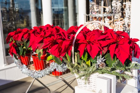 Red poinsettia flower in pot, traditional Christmas decoration.の写真素材