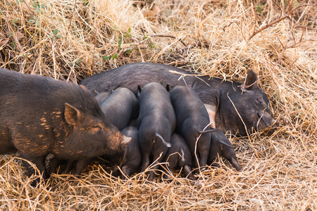 Little wild piglets suckling their mother on natureの写真素材