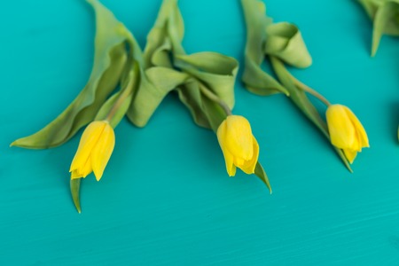 Nature, holidays and flower concept - Beautiful yellow tulips on turquoise backgroundの写真素材