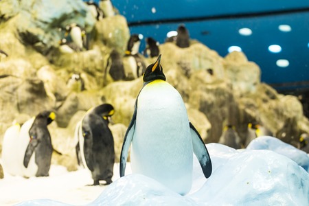 Bird, wildlife and zoo concept - Emperor penguin at the zooの写真素材