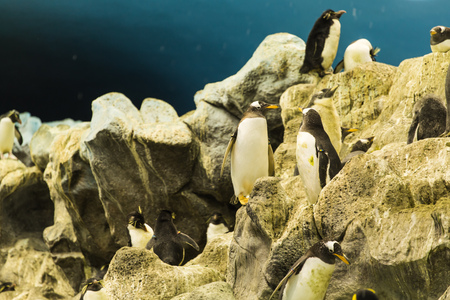 Bird, wildlife and zoo concept - Emperor penguin at the zooの写真素材